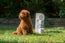 4-in-1 Dog Water Bottle & Food Container