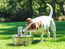 Smart Pet Fountain