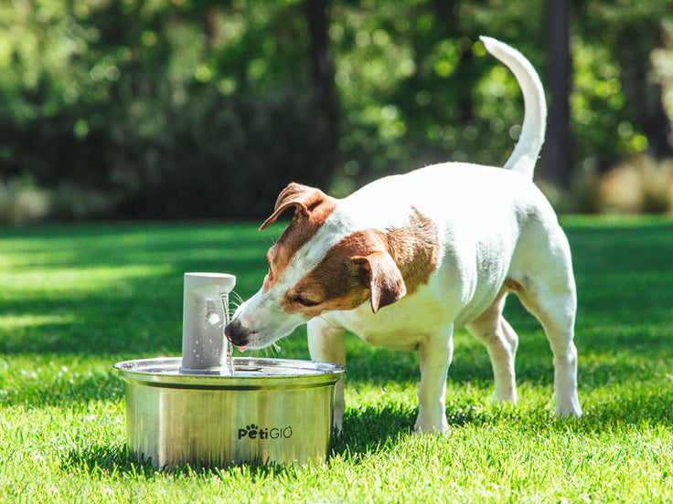 Smart Pet Fountain