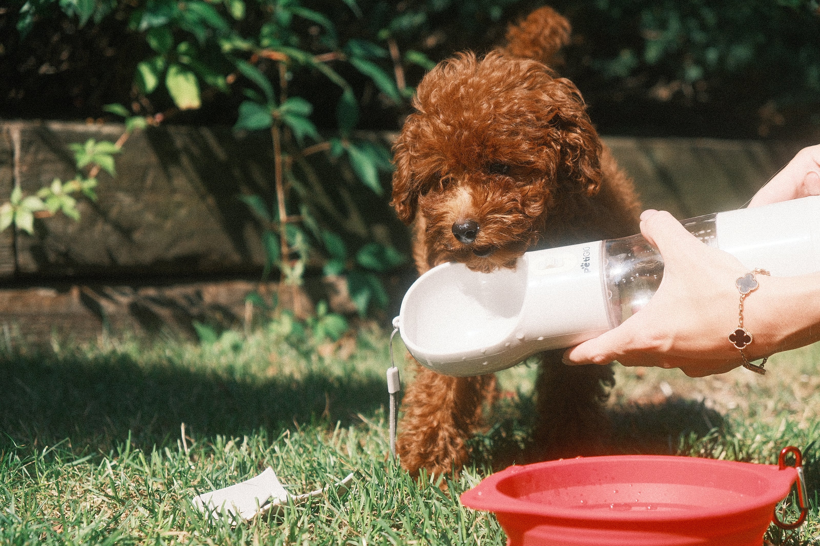 4-in-1 Dog Water Bottle & Food Container