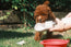 4-in-1 Dog Water Bottle & Food Container